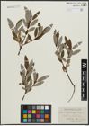 Foto von Salix argyrocarpa Andersson
